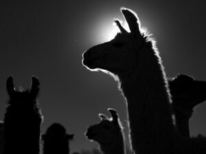 Llama a contraluz