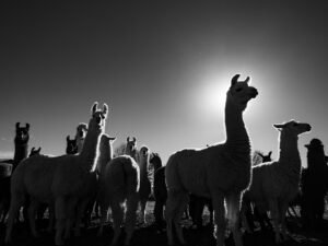 Llamas por la mañana